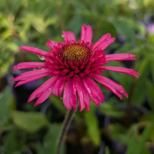 Echinacea 'Delicious Candy' (Coneflower)