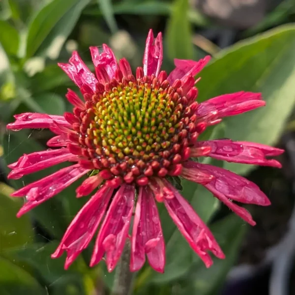 Echinacea 'Delicious Candy' (Coneflower) - Image 3
