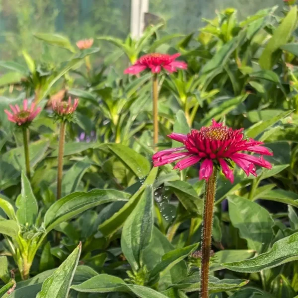 Echinacea 'Delicious Candy' (Coneflower) - Image 4