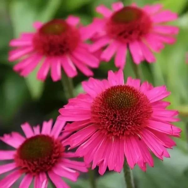 Echinacea 'Delicious Candy' (Coneflower) - Image 7