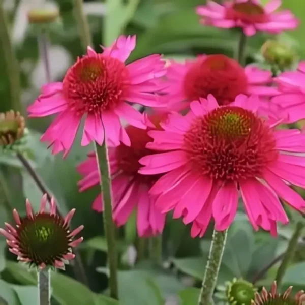 Echinacea 'Delicious Candy' (Coneflower) - Image 6