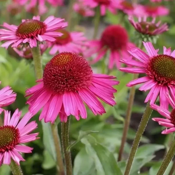 Echinacea 'Delicious Candy' (Coneflower) - Image 5