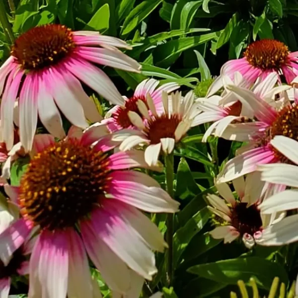 Echinacea 'Fountain Pink Eye ' (Fountain Series) (Coneflower) - Image 2