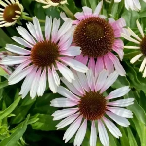 Echinacea 'Fountain Pink Eye ' (Fountain Series) (Coneflower)