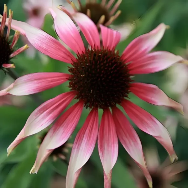 Echinacea 'Fountain Pink Eye ' (Fountain Series) (Coneflower) - Image 3