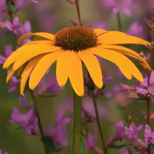 Echinacea 'Honey Skipper' (Coneflower)