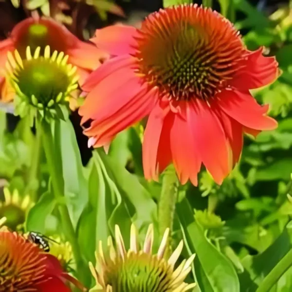 Echinacea 'Lakota Red' (Coneflower) - Image 3