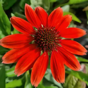 Echinacea 'Lakota Red' (Coneflower)