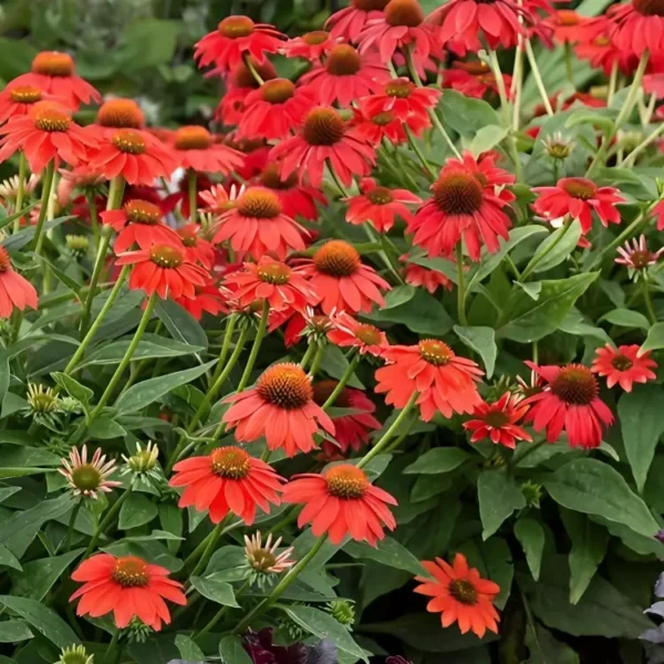 Echinacea 'Lakota Red' (Coneflower) - Image 2