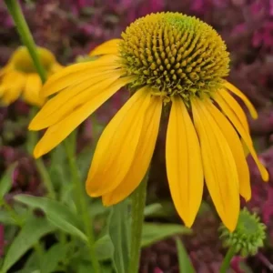 Echinacea 'Lakota Yellow' (Coneflower)