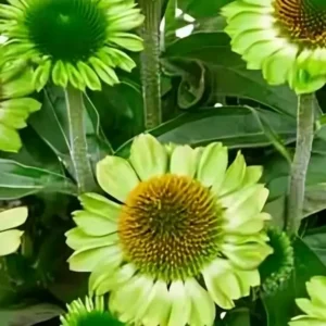 Echinacea 'Mooodz Jealousy' (Coneflower)