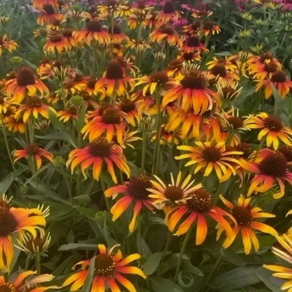 Echinacea 'Parrot' (Fine Feathered Series)