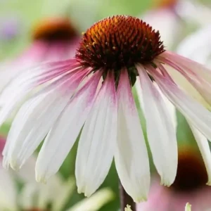 Echinacea purpurea 'Pretty Parasols' ('JS Engeltje') (Coneflower)