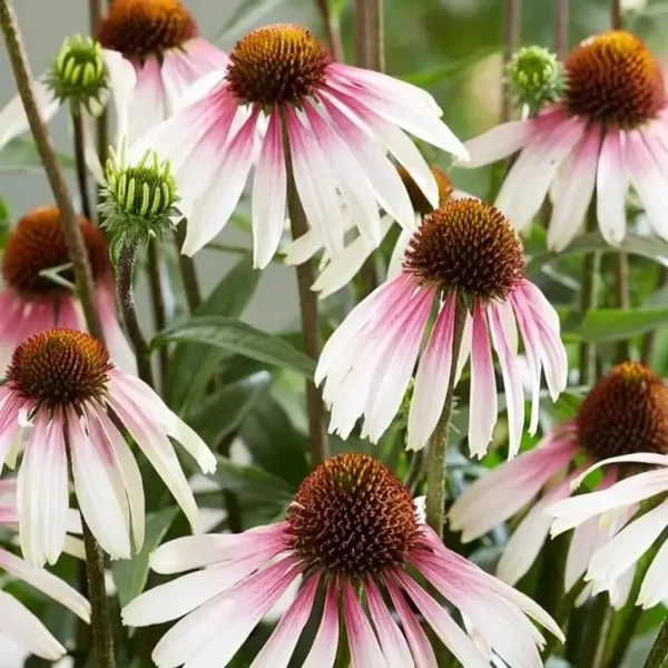 Echinacea purpurea 'Pretty Parasols' ('JS Engeltje') (Coneflower) - Image 3