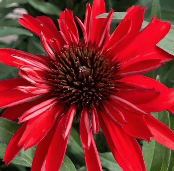 ideal for floral arrangements.