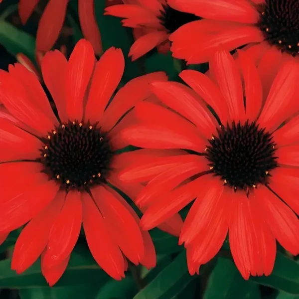 showcasing their striking color and unique petal structure