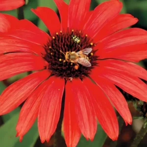 ||Close-up of vibrant red flowers with dark centers