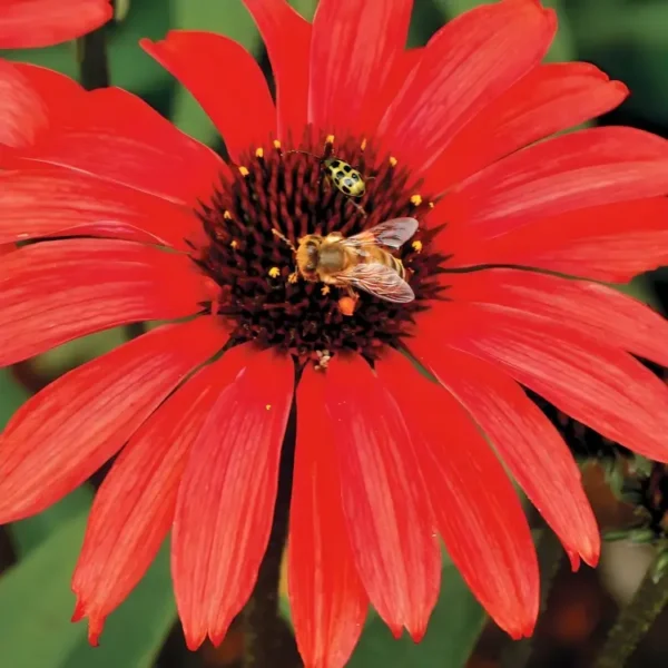||Close-up of vibrant red flowers with dark centers