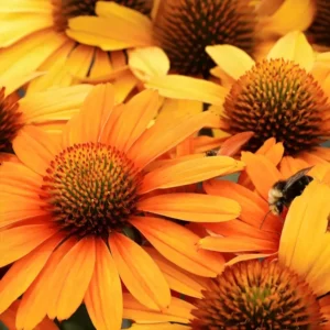 Echinacea PRIMA ‘Saffron’ (Coneflower)