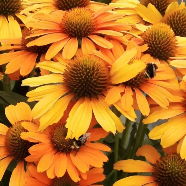 Echinacea PRIMA ‘Saffron’ (Coneflower) - Image 3