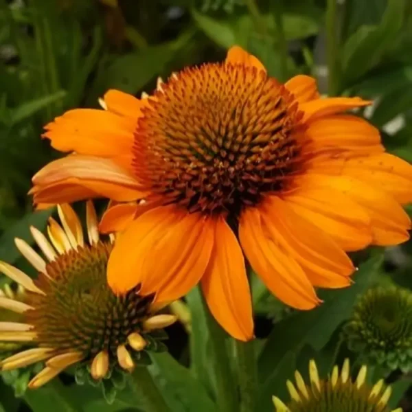 Echinacea PRIMA ‘Saffron’ (Coneflower) - Image 2