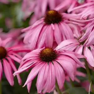Echinacea 'Purple Emperor' (Butterfly Series) (Coneflower)