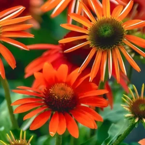 Echinacea 'Red Skipper' (Coneflower)