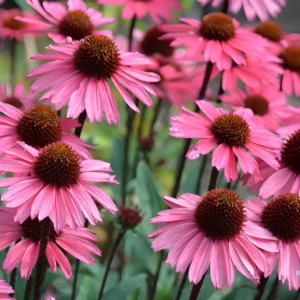 Echinacea 'Sensation Wild Romance' (Coneflower)