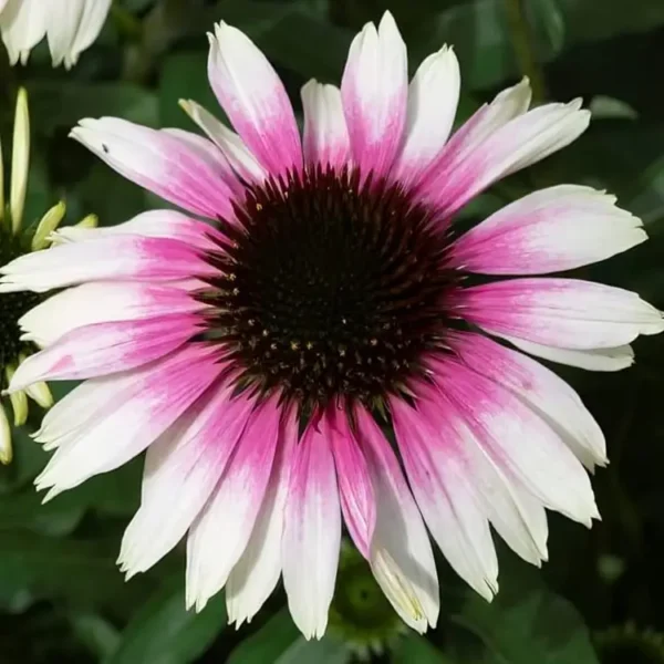 Echinacea 'Sombrero Special White Purple' (Coneflower)