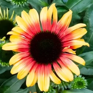 Echinacea 'Sombrero Special Yellow Red' (Coneflower)