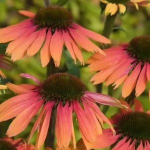 Echinacea 'Summer Cocktail' (Coneflower)