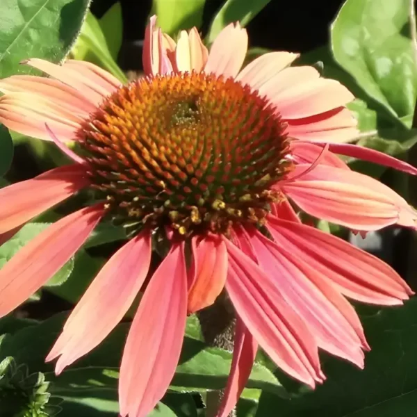 Echinacea 'Summer Cocktail' (Coneflower) - Image 2
