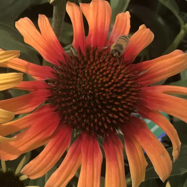 Echinacea 'Summer Cocktail' (Coneflower) - Image 3