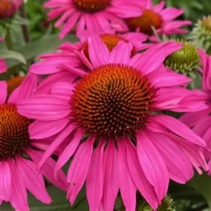Echinacea 'Sunseekers Hot Pink' (Coneflower)