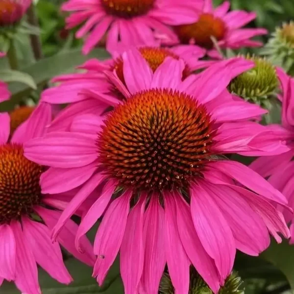 Echinacea 'Sunseekers Hot Pink' (Coneflower)