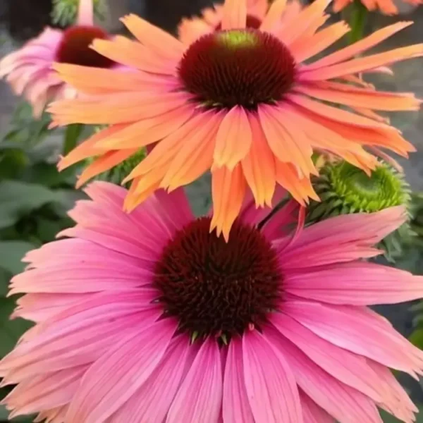 Echinacea 'SunSeekers Rainbow' (Coneflower) - Image 3