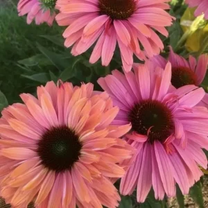 Echinacea 'SunSeekers Rainbow' (Coneflower)