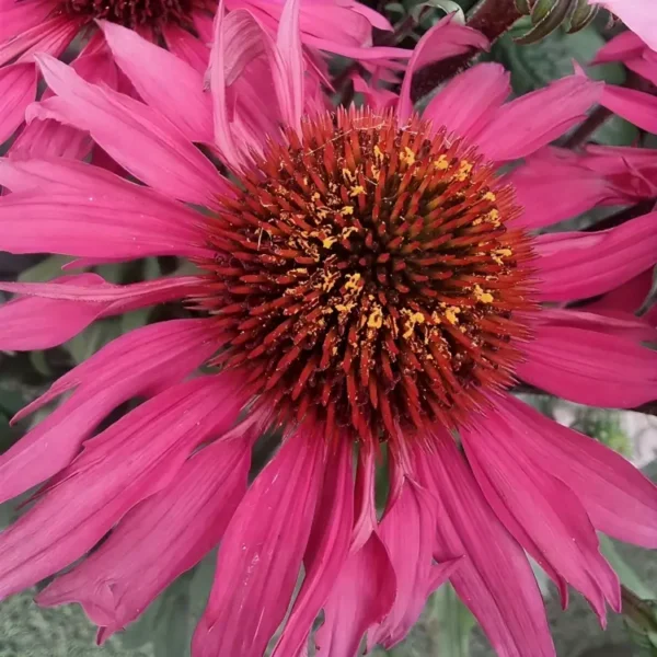 Echinacea 'Sunseekers Rosy' (Coneflower) - Image 2