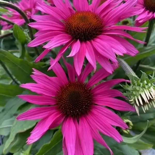 Echinacea 'Sunseekers Rosy' (Coneflower) - Image 3