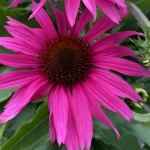 Echinacea 'Sunseekers Rosy' (Coneflower)