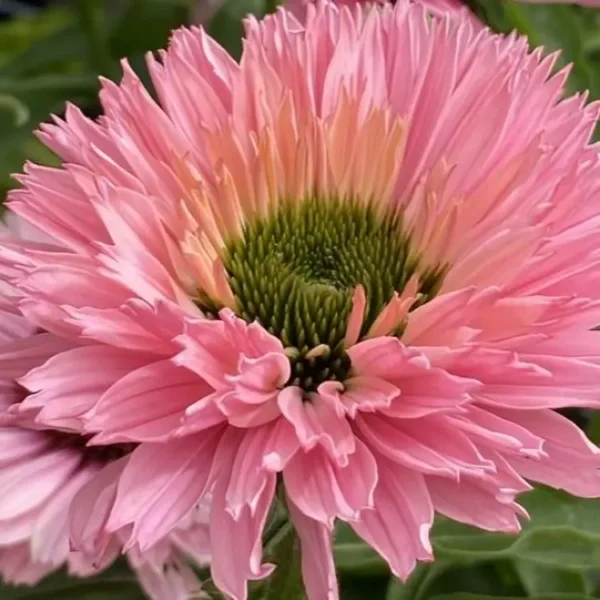 Echinacea 'Sunseeker Salmon' (Coneflower) - Image 2