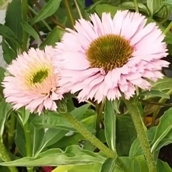 Echinacea 'Sunseeker Salmon' (Coneflower) - Image 3