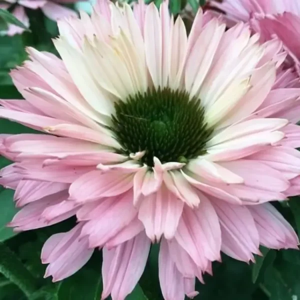 Echinacea 'Sunseeker Salmon' (Coneflower)