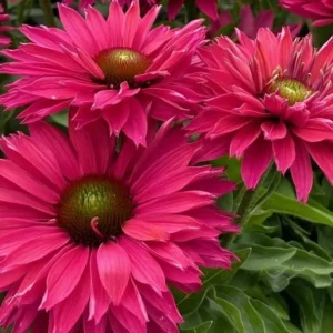 Echinacea 'Sunseekers Sweet Fuchsia' (Coneflower)