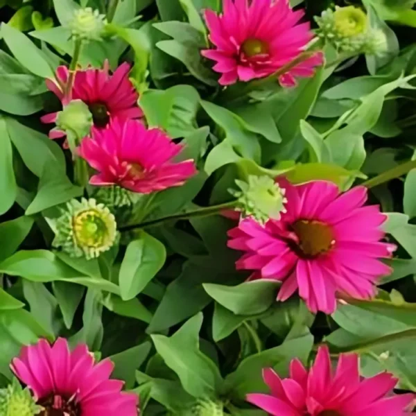 Echinacea 'Sunseekers Sweet Fuchsia' (Coneflower) - Image 3