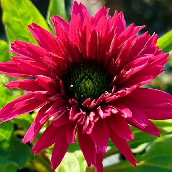 Echinacea 'Sunseekers Sweet Fuchsia' (Coneflower) - Image 2