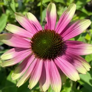 Echinacea 'Sweet Sandia' (Coneflower)
