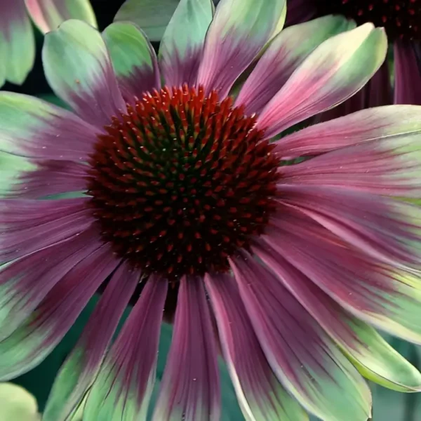 Echinacea 'Sweet Sandia' (Coneflower) - Image 3