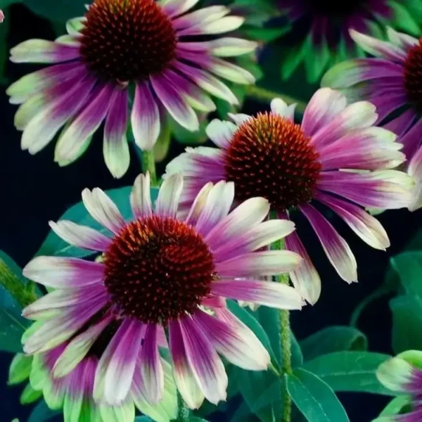 Echinacea 'Sweet Sandia' (Coneflower) - Image 2
