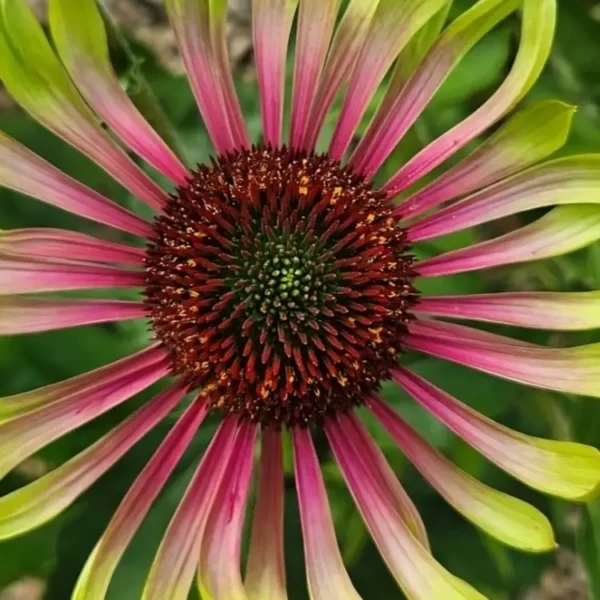 Echinacea purpurea 'Green Twister' (Coneflower) - Image 3